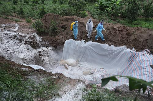 Vận chuyển lợn bệnh đi tiêu hủy ở xã Tự Nhiên, huyện Thường Tín. Phó Bí thư Thường trực Thành ủy Hà Nội Ngô Thị Thanh Hằng trực tiếp đi kiểm tra hố chôn lấp lợn bị nhiễm dịch phải tiêu hủy. Một điểm chôn lấp đã được đánh dấu, ghi chép và lưu giữ thông tin tại Ủy ban Nhân dân xã Tự Nhiên, huyện Thường Tín. Phó Bí thư Thường trực Thành ủy Hà Nội Ngô Thị Thanh Hằng kiểm tra công tác phòng, chống dịch tả lợn châu Phi tại chốt kiểm dịch xã Tự Nhiên, huyện Thường Tín.