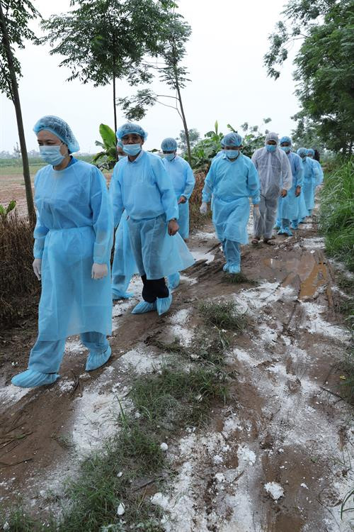 Vận chuyển lợn bệnh đi tiêu hủy ở xã Tự Nhiên, huyện Thường Tín. Phó Bí thư Thường trực Thành ủy Hà Nội Ngô Thị Thanh Hằng trực tiếp đi kiểm tra hố chôn lấp lợn bị nhiễm dịch phải tiêu hủy. Một điểm chôn lấp đã được đánh dấu, ghi chép và lưu giữ thông tin tại Ủy ban Nhân dân xã Tự Nhiên, huyện Thường Tín. Phó Bí thư Thường trực Thành ủy Hà Nội Ngô Thị Thanh Hằng kiểm tra công tác phòng, chống dịch tả lợn châu Phi tại chốt kiểm dịch xã Tự Nhiên, huyện Thường Tín.