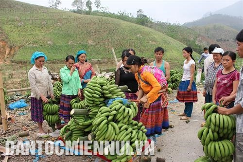 Cây chuối ở Lào Cai phát triển tập trung chủ yếu ở các xã dọc biên giới của huyện Mường Khương. Nhờ xây dựng tốt thương hiệu, chuối Mường Khương năm vừa qua đồng bào bán được giá. Ảnh: Hoàng Hà