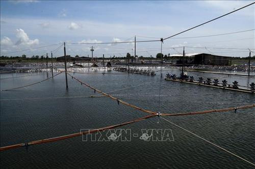 Mô hình nuôi tôm thẻ chân trắng lót bạt đáy tại huyện Gò Quao. Ảnh: Lê Sen - TTXVN Mô hình nuôi tôm thẻ chân trắng lót bạt đáy tại huyện Gò Quao. Ảnh: Lê Sen - TTXVN