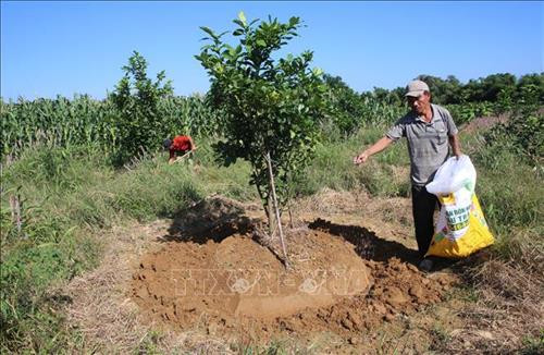 Nông dân phường Hương Vân, thị xã Hương Trà, chăm sóc cây thanh trà. Ảnh: Hồ Cầu-TTXVN Nông dân phường Hương Vân, thị xã Hương Trà, chăm sóc cây thanh trà. Ảnh: Hồ Cầu-TTXVN