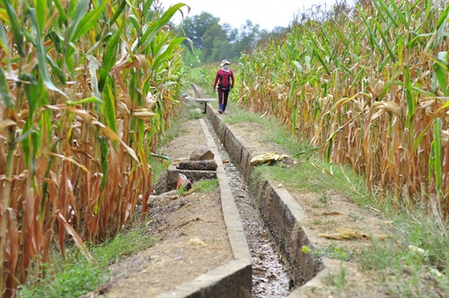 Nhiều diện tích trồng ngô của nông dân ở Phú Túc khô héo do thiếu nước. Nhiều diện tích trồng ngô của nông dân ở Phú Túc khô héo do thiếu nước.