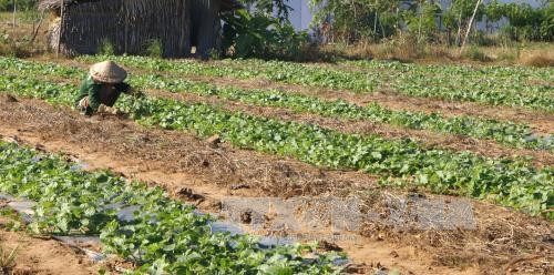 Việc nông dân trồng ồ ạt một vài loại rau màu như hiện nay rất dễ dẫn đến tình trạng rớt giá do nguồn cung vượt cầu