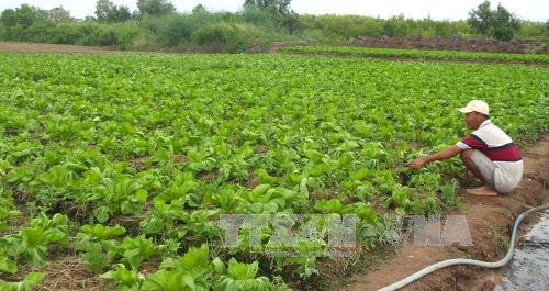 Nhà vườn thành phố Bạc Liêu mở rộng diện tích trồng rau màu. Ảnh: Huỳnh Sử-TTXVN