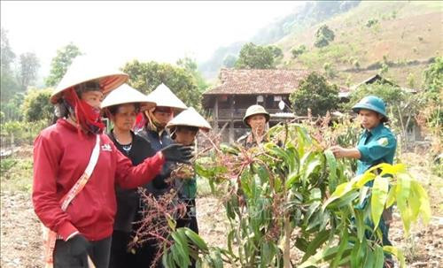 Cán bộ, chiến sỹ Ban Chỉ huy Quân sự huyện Sốp Cộp, tỉnh Sơn La xuống cơ sở hướng dẫn nhân dân chuyển đổi giống cây trồng. Ảnh: Nguyễn Cường - TTXVN Cán bộ, chiến sỹ Ban Chỉ huy Quân sự huyện Sốp Cộp, tỉnh Sơn La xuống cơ sở hướng dẫn nhân dân chuyển đổi giống cây trồng. Ảnh: Nguyễn Cường - TTXVN