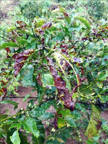 Vào mùa mưa, người trồng cà phê ở Kon Tum lại phải “chong đèn” canh bọ canh cứng. Ảnh: Quang Thái - TTXVN Vào mùa mưa, người trồng cà phê ở Kon Tum lại phải “chong đèn” canh bọ canh cứng. Ảnh: Quang Thái - TTXVN