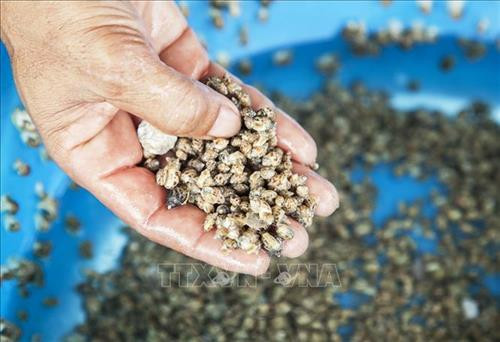 Ốc hương giống trước khi thả nuôi. Ảnh: Hồng Đạt - TTXVN