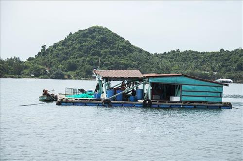Mô hình nuôi ốc hương thương phẩm tại vùng biển Tiên Hải . Ảnh: Hồng Đạt - TTXVN