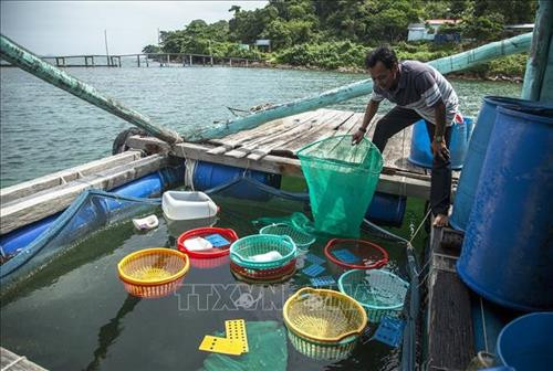 Cơ sở nuôi ốc hương của ông Phạm Thiện Nhân ở xã đảo Tiên Hải, thành phố Hà Tiên (Kiên Giang) thu 3 tỷ đồng mỗi vụ nuôi. Ảnh: Hồng Đạt - TTXVN