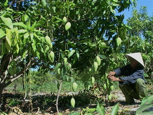 Ảnh minh họa Ảnh minh họa