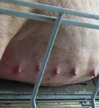 Lợn mẹ viêm vú, tắc tia sữa Lợn mẹ viêm vú, tắc tia sữa