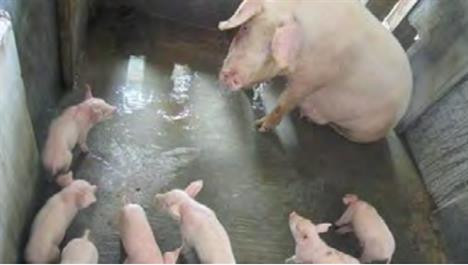 Lợn mẹ không cho con bú, cắn con Lợn mẹ không cho con bú, cắn con