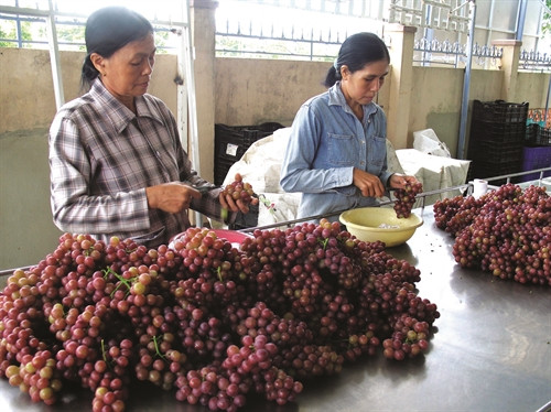 Kiểm tra chất lượng nho sau khi thu hoạch. Kiểm tra chất lượng nho sau khi thu hoạch.