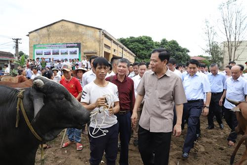 Bộ trưởng Bộ Nông nghiệp và Phát triển nông thôn Nguyễn Xuân Cường cùng đại biểu tỉnh Thái Bình, thành phố Hà Nội thăm quan mô hình chăn nuôi bò thịt, bò sữa ở xã Minh Châu, huyện Ba Vì (Hà Nội).