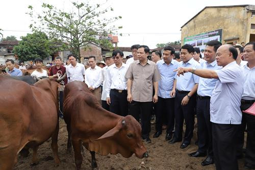 Bộ trưởng Bộ Nông nghiệp và Phát triển nông thôn Nguyễn Xuân Cường cùng đại biểu tỉnh Thái Bình, thành phố Hà Nội thăm quan mô hình chăn nuôi bò thịt, bò sữa ở xã Minh Châu, huyện Ba Vì (Hà Nội).