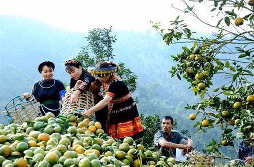 Nhiều nhà vườn ở Hàm Yên ước thu lãi từ 200 đến 1 tỷ đồng từ cam sạch. Ảnh: nongnghiep.vn
