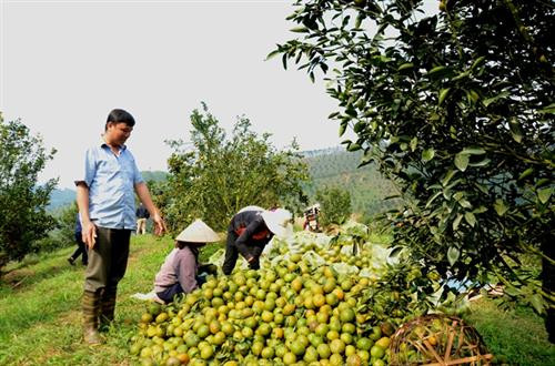 Gia đình anh Nguyễn Văn Lự thu lãi hơn 300 triệu đồng/năm từ cam. Ảnh: nongnghiep.vn Gia đình anh Nguyễn Văn Lự thu lãi hơn 300 triệu đồng/năm từ cam. Ảnh: nongnghiep.vn