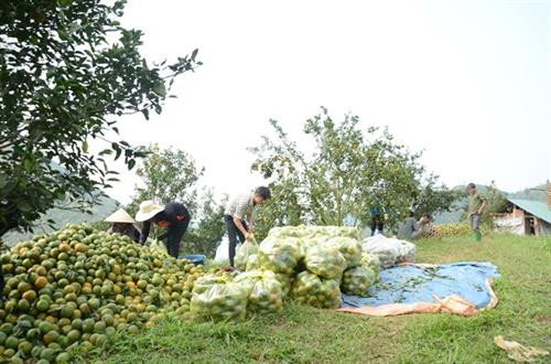 Vụ năm nay, cam Hàm Yên cho tổng sản lượng khoảng 80.000 tấn. Ảnh: nongnghiep.vn Vụ năm nay, cam Hàm Yên cho tổng sản lượng khoảng 80.000 tấn. Ảnh: nongnghiep.vn