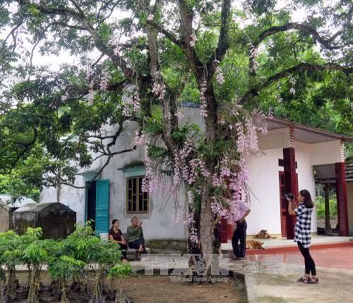 Vườn hoa lan độc nhất vô nhị ở Tuyên Quang ảnh 1