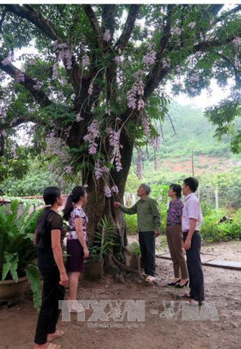 Vườn hoa lan độc nhất vô nhị ở Tuyên Quang ảnh 4 Vườn hoa lan độc nhất vô nhị ở Tuyên Quang ảnh 4