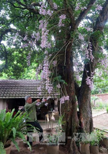 Vườn hoa lan độc nhất vô nhị ở Tuyên Quang ảnh 3 Vườn hoa lan độc nhất vô nhị ở Tuyên Quang ảnh 3
