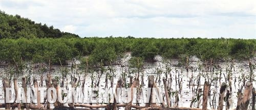 Tỷ lệ sống của cây trồng nằm trong dự án đạt 85% trở lên, góp phần khôi phục, phát triển rừng phòng hộ ven biển, ngăn chặn và khắc phục tình trạng sạt lở bờ biển. Ảnh: Lê Huy Hải Tỷ lệ sống của cây trồng nằm trong dự án đạt 85% trở lên, góp phần khôi phục, phát triển rừng phòng hộ ven biển, ngăn chặn và khắc phục tình trạng sạt lở bờ biển. Ảnh: Lê Huy Hải