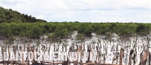 Tỷ lệ sống của cây trồng nằm trong dự án đạt 85% trở lên, góp phần khôi phục, phát triển rừng phòng hộ ven biển, ngăn chặn và khắc phục tình trạng sạt lở bờ biển. Ảnh: Lê Huy Hải