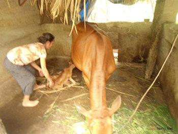 Hỗ trợ đỡ đẻ đối với những trường hợp bò khó đẻ. Ảnh: giongcaytrongeakmat.com