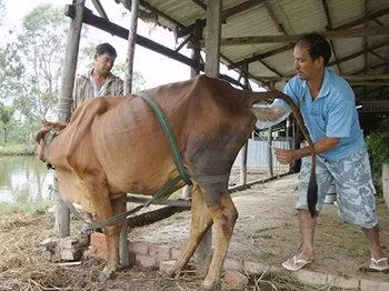 Phương pháp thụ tinh nhân tạo cho bò. Ảnh: giongcaytrongeakmat.com