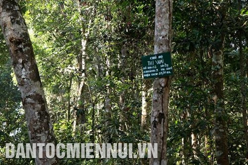 Bảng thông báo một khoảnh rừng với diện tích hơn 23,5 ha đã được một hộ người M’nông nhận khoán quản lý, bảo vệ. Ảnh: Ngọc Minh Hưởng lợi từ rừng, đồng bào đã tích cực tham gia công tác quản lý, ngăn chặn các hành vi tàn phá rừng. Ảnh: Ngọc Minh Bảng thông báo một khoảnh rừng với diện tích hơn 23,5 ha đã được một hộ người M’nông nhận khoán quản lý, bảo vệ. Ảnh: Ngọc Minh Hưởng lợi từ rừng, đồng bào đã tích cực tham gia công tác quản lý, ngăn chặn các hành vi tàn phá rừng. Ảnh: Ngọc Minh
