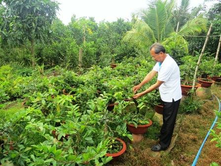Cần bổ sung nhiều dinh dưỡng để hoa mai nở đúng dịp Tết nguyên đán. Ảnh : vietlinh.vn