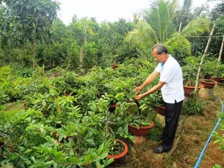 Cần bổ sung nhiều dinh dưỡng để hoa mai nở đúng dịp Tết nguyên đán. Ảnh : vietlinh.vn