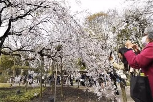 Hoa anh đào nở rộ trên sông Meguro, thủ đô Tokyo, Nhật Bản, ngày 3/4/2019. Ảnh: THX/ TTXVN Hoa anh đào nở rộ tại thủ đô Tokyo, Nhật Bản, ngày 27/3/2019. Ảnh: Kyodo/ TTXVN Người dân chiêm ngưỡng vẻ đẹp của hoa anh đào tại Tokyo, Nhật Bản, ngày 30/3/2019. Ảnh: Kyodo/ TTXVN Hoa anh đào nở rộ trên sông Meguro, thủ đô Tokyo, Nhật Bản, ngày 3/4/2019. Ảnh: THX/ TTXVN Hoa anh đào nở rộ tại thủ đô Tokyo, Nhật Bản, ngày 27/3/2019. Ảnh: Kyodo/ TTXVN Người dân chiêm ngưỡng vẻ đẹp của hoa anh đào tại Tokyo, Nhật Bản, ngày 30/3/2019. Ảnh: Kyodo/ TTXVN