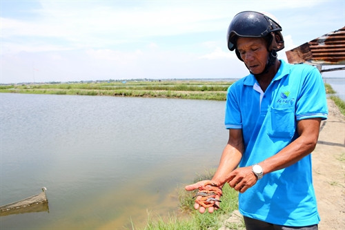 Tôm chết do dịch bệnh tại một hồ nuôi ở thị trấn Sịa, huyện Quảng Điền. Tôm chết do dịch bệnh tại một hồ nuôi ở thị trấn Sịa, huyện Quảng Điền.