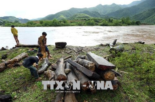 Những khúc củi, tấm gỗ do bọn trẻ vớt được tập kết trên bờ. Ảnh: Phan Tuấn Anh - TTXVN Niềm vui của cậu bé khi vớt được một thân cây to. Ảnh: Phan Tuấn Anh - TTXVN Đứng trên bờ nhìn thấy có củi trôi sông, các cậu bé ngay lập tức thi nhau nhảy xuống để vớt dù nước chảy xiết. Ảnh: Phan Tuấn Anh - TTXVN Để vớt được thanh củi to trôi dưới sông có khi phải 3 đứa trẻ mới đưa được vào bờ. Ảnh: Phan Tuấn Anh - TTXVN Một cậu bé vớt được thanh củi to trôi dưới sông. Ảnh: Phan Tuấn Anh - TTXVN Những khúc củi, tấm gỗ do bọn trẻ vớt được tập kết trên bờ. Ảnh: Phan Tuấn Anh - TTXVN Niềm vui của cậu bé khi vớt được một thân cây to. Ảnh: Phan Tuấn Anh - TTXVN Đứng trên bờ nhìn thấy có củi trôi sông, các cậu bé ngay lập tức thi nhau nhảy xuống để vớt dù nước chảy xiết. Ảnh: Phan Tuấn Anh - TTXVN Để vớt được thanh củi to trôi dưới sông có khi phải 3 đứa trẻ mới đưa được vào bờ. Ảnh: Phan Tuấn Anh - TTXVN Một cậu bé vớt được thanh củi to trôi dưới sông. Ảnh: Phan Tuấn Anh - TTXVN