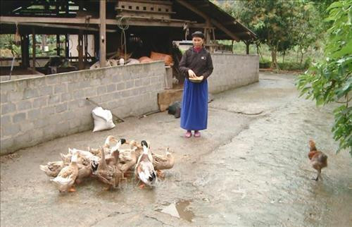 Chị Nguyễn Thị Liên, người dân tộc Tày, ở thôn Nà Khác A, xã Du Già (Yên Minh, Hà Giang) là gương điển hình trong phát triển kinh tế nhờ nguồn vốn tự đóng góp của các hội viên phụ nữ xã Du Già. Ảnh: Nguyễn Chiến - TTXVN Chị Nguyễn Thị Liên, người dân tộc Tày, ở thôn Nà Khác A, xã Du Già (Yên Minh, Hà Giang) là gương điển hình trong phát triển kinh tế nhờ nguồn vốn tự đóng góp của các hội viên phụ nữ xã Du Già. Ảnh: Nguyễn Chiến - TTXVN