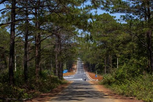 Đường vào Khu du lịch sinh thái Măng Đen. Ảnh: dulichmangden.com Đường vào Khu du lịch sinh thái Măng Đen. Ảnh: dulichmangden.com