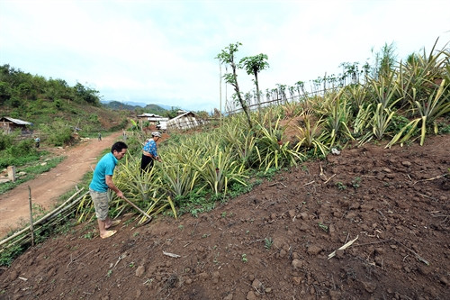 Người dân trồng dứa trên đất canh tác tại bản Nậm Là 2, xã Mường Nhé, huyện Mường Nhé