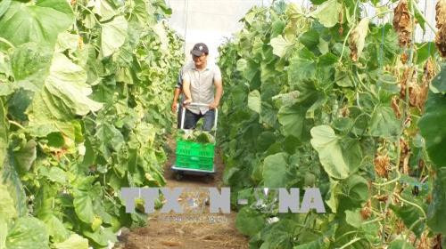 Thu hoạch dưa lưới của Công ty TNHH Xây dựng và Dịch vụ Âu Cơ (thành phố Bà Rịa). Ảnh: Hoàng Nhị - TTXVN. Thu hoạch dưa lưới của Công ty TNHH Xây dựng và Dịch vụ Âu Cơ (thành phố Bà Rịa). Ảnh: Hoàng Nhị - TTXVN.