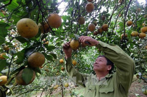 Vườn cam Cao Phong. Ảnh: Trần Việt - TTXVN Vườn cam Cao Phong. Ảnh: Trần Việt - TTXVN