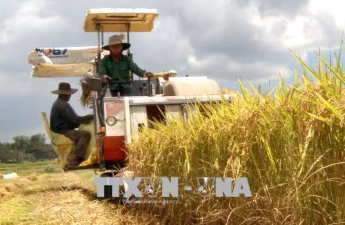 Thu hoạch lúa tại cánh đồng xã Hành Nhân. Ảnh: Phước Ngọc - TTXVN