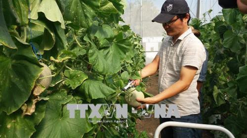 Thu hoạch dưa lưới của Công ty TNHH Xây dựng và Dịch vụ Âu Cơ (thành phố Bà Rịa). Ảnh: Hoàng Nhị - TTXVN. Thu hoạch dưa lưới của Công ty TNHH Xây dựng và Dịch vụ Âu Cơ (thành phố Bà Rịa). Ảnh: Hoàng Nhị - TTXVN.