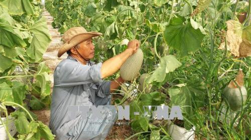 Thu hoạch dưa lưới của Công ty TNHH Xây dựng và Dịch vụ Âu Cơ (thành phố Bà Rịa). Ảnh: Hoàng Nhị - TTXVN. Thu hoạch dưa lưới của Công ty TNHH Xây dựng và Dịch vụ Âu Cơ (thành phố Bà Rịa). Ảnh: Hoàng Nhị - TTXVN.