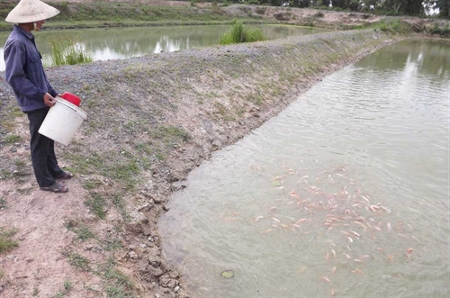 Thông qua các trại giống, Trung tâm Khuyến nông chủ động cung ứng nguồn giống đạt tiêu chuẩn phục vụ sản xuất cho người dân (ảnh chụp tại Trại giống thủy sản Đồng Tháp Mười, thị xã Kiến Tường)