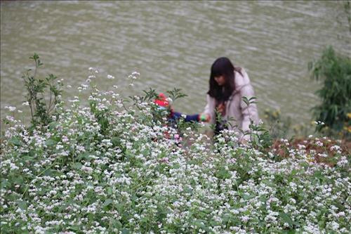 Du khách đắm mình trước vẻ đẹp của hoa Tam giác mạch. Ảnh: Ninh Đức Phương - TTXVN Du khách đắm mình trước vẻ đẹp của hoa Tam giác mạch. Ảnh: Ninh Đức Phương - TTXVN