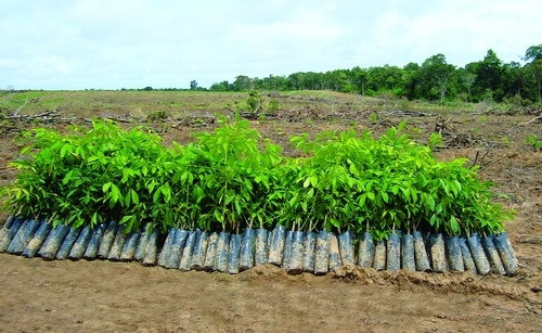 Chuẩn bị cây giống Chuẩn bị cây giống