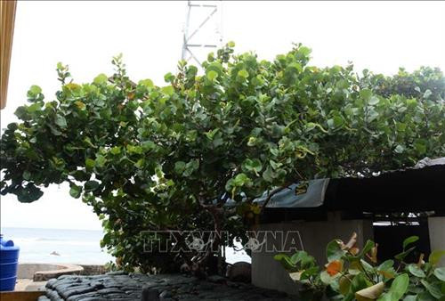 Cây tra có tán rộng, thân cây sù sì, lá dày nhỏ bằng nữa lá bàng. Ảnh: Văn Dũng – TTXVN