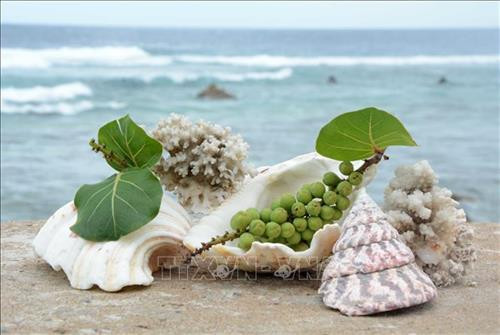 Quả tra được xem như món ăn chơi, được chiến sĩ mang đãi khách bởi nó mang dư vị của biển. Ảnh: Võ Văn Dũng-TTXVN