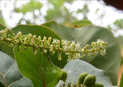 Hoa tra trắng tinh khôi bung mình kết trái. Ảnh: Văn Dũng – TTXVN