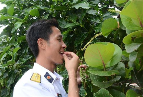 Quả tra được xem như món ăn chơi, được chiến sĩ mang đãi khách bởi nó mang dư vị của biển. Ảnh: Võ Văn Dũng-TTXVN